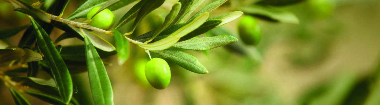 essential olive extract